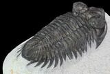 Bargain, Coltraneia Trilobite Fossil - Huge Faceted Eyes #92121-1